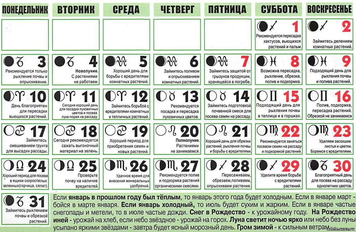 Лунный календарь посадки комнатных растений в марте